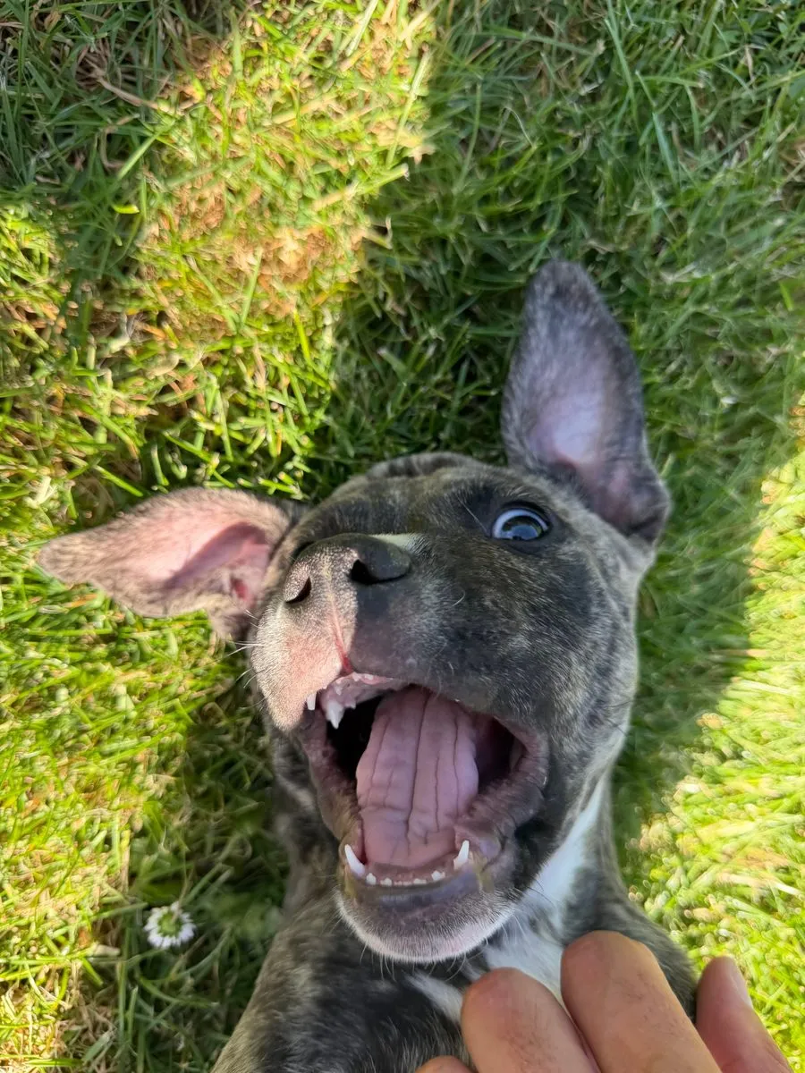 Un chiot bringé sur le dos dans l'herbe, la gueule ouverte