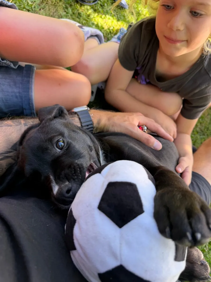Une petite fille tient un chiot noir dans ses bras au jardin