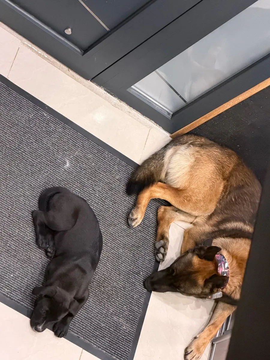 Un chiot noir et un Malinois endormis côte à côte sur le paillasson