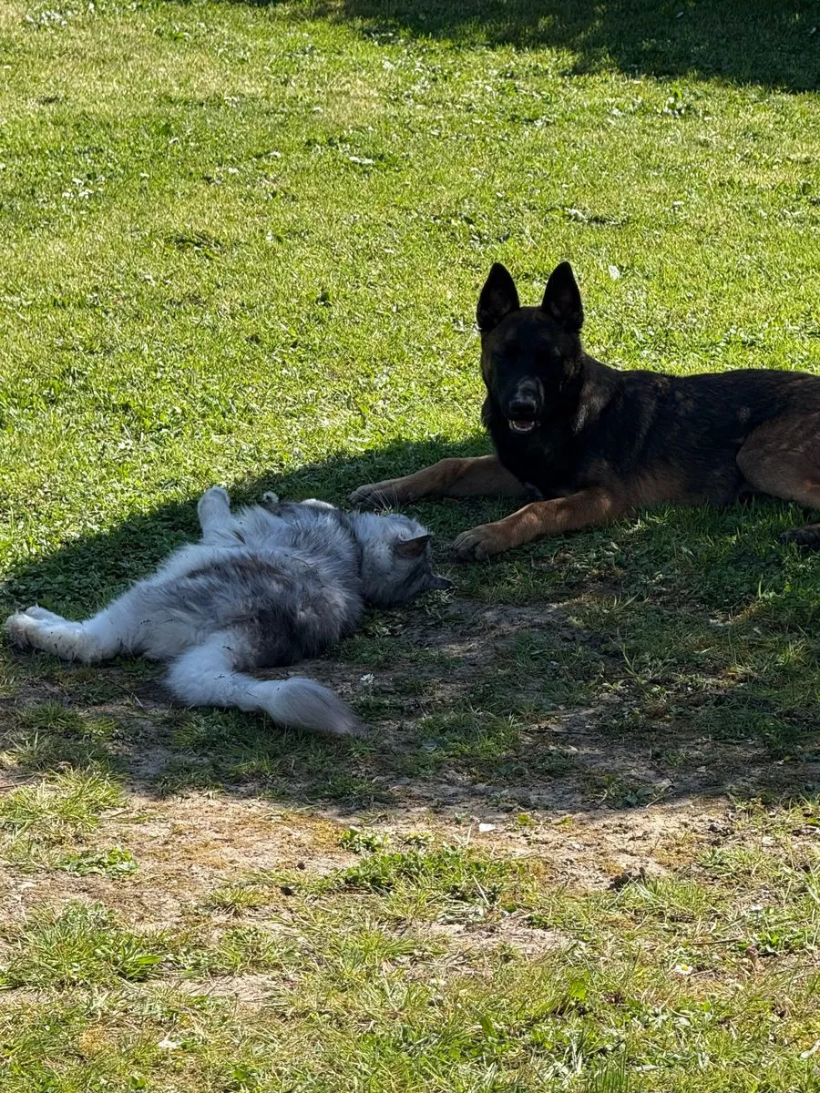 Balou se roule dans l'herbe à côté de Vénum