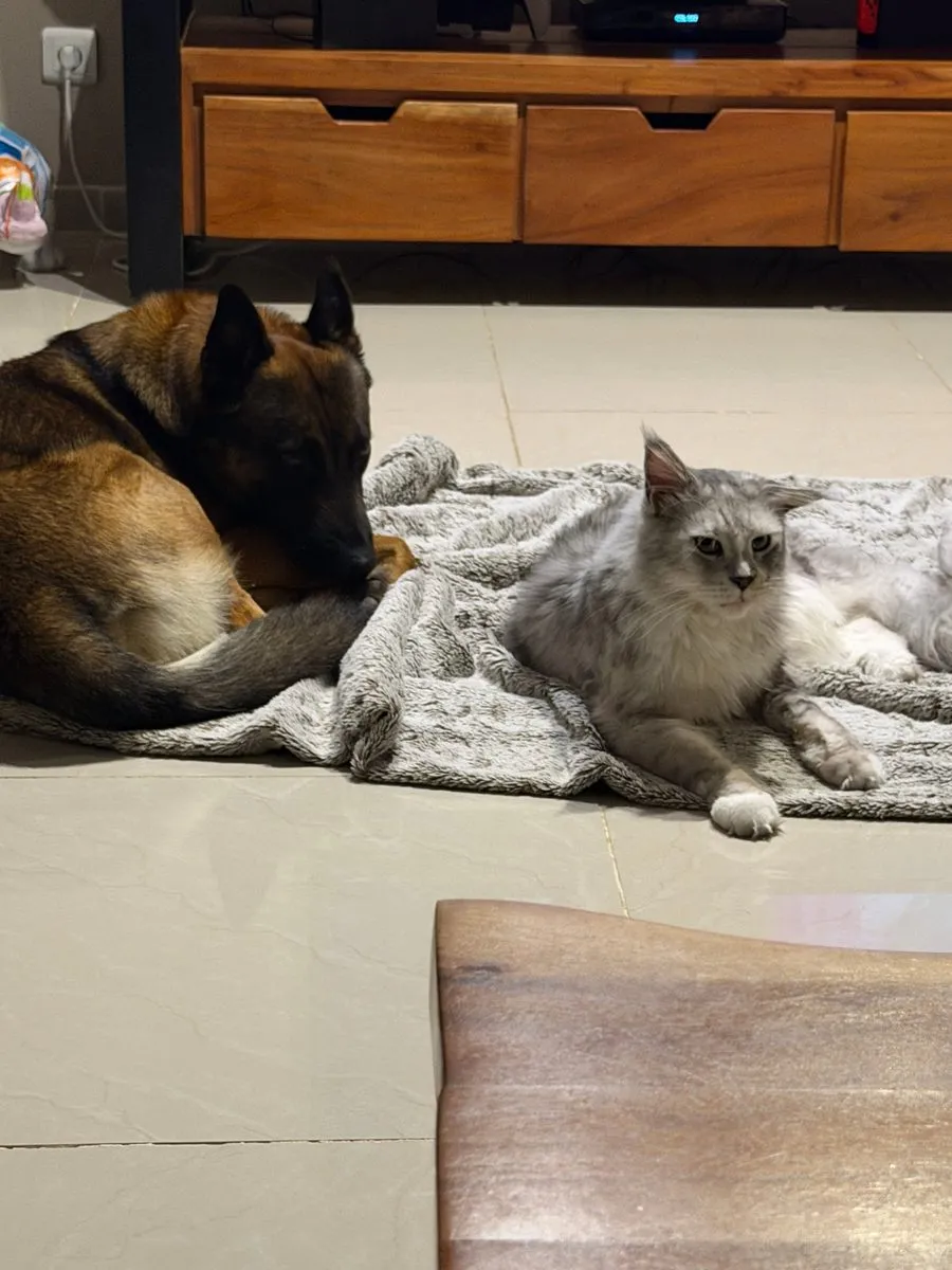 Vénum et Balou partagent un plaid